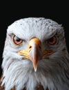 Intense gaze of a majestic bald eagle Royalty Free Stock Photo