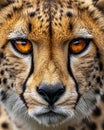 Intense Gaze of a Majestic Cheetah Royalty Free Stock Photo