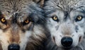 Intense gazes of two wolves showcasing their power, AI generative Royalty Free Stock Photo