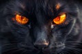 Intense Glowing Orange Eyes of a Black Cat in Close Up Mysterious and Majestic Feline Gaze with Vibrant Detail Royalty Free Stock Photo