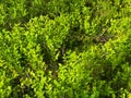 Intense green of blueberry in spring during flowering in a pine forest