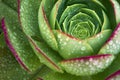 Intense green echevaria succulent after a rare rain