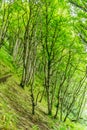 Intense green foliage of densely planted silver birch trees