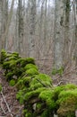 Intense green mossy dry stone wall