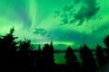 Intense green northern lights over boreal forest