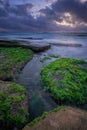 Cool seaweed on rocks during dramatic sunset Royalty Free Stock Photo