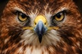 Intense Hawk Eagle Face Close Up Showing Sharp Eyes And Power Royalty Free Stock Photo