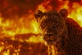 Intense Leopard Portrait with Fiery Wildfire Background in Vivid Orange and Red Tones, Wildlife Danger and Natural Disaster Royalty Free Stock Photo