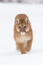 Intense look of mountain lion portrait Royalty Free Stock Photo