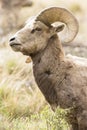 Intense looking bighorn ram in vertical format Royalty Free Stock Photo