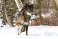 Intense looking black timber wolf Royalty Free Stock Photo