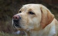 Intense looking Labrador with all the yellow beauty Royalty Free Stock Photo