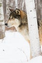 Intense looking timber wolf