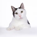 Intense looking white house cat with his paws on the table, on a white background