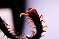 Intense macro shot showing the segmented legs and venom claws of a centipede Royalty Free Stock Photo