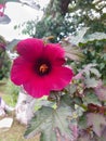 Intense magenta hibiscus flower closeup in sunny day.