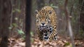 A jaguar stalking its prey the hunter honing in on its target created with Generative AI