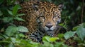 A jaguar stalking its prey the hunter honing in on its target created with Generative AI