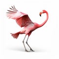 Intense Movement Expression: Pink Flamingo Hunting On White Background