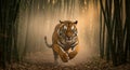 Majestic tiger sprints through dusty golden bamboo Royalty Free Stock Photo