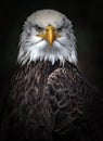 Intense Potrait of a beautiful Eagle