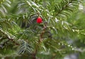 The intense red fruit of the European yew Taxus baccata Royalty Free Stock Photo