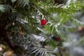 The intense red fruit of the European yew Taxus baccata Royalty Free Stock Photo