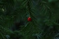 The intense red fruit of the European yew Taxus baccata Royalty Free Stock Photo