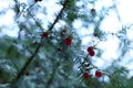 The intense red fruit of the European yew Taxus baccata Royalty Free Stock Photo