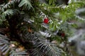 The intense red fruit of the European yew Taxus baccata Royalty Free Stock Photo