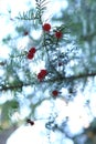 The intense red fruit of the European yew Taxus baccata Royalty Free Stock Photo