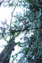 The intense red fruit of the European yew Taxus baccata Royalty Free Stock Photo