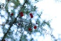 The intense red fruit of the European yew Taxus baccata Royalty Free Stock Photo