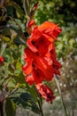 Intense red gladioli in a garden