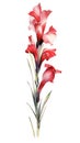 Intense Red Gladiolus Bouquet on White Background in Contemporary Watercolor Style. Royalty Free Stock Photo