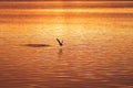 Intense red sunrise over bay with gull skimming across surface Royalty Free Stock Photo