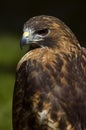 Intense Red-Tailed Hawk (Buteo jamaicensis) Royalty Free Stock Photo