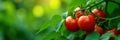 Intense red tomatoes amidst dense green foliage, abstract summer scene , tomatoes, background, foliage Royalty Free Stock Photo