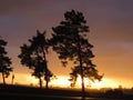 Intense Sunset along Oregon Freeway with Silhouette of Trees