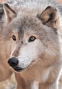 Intense Timber Wolf