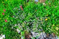 View in Piani di Ragnolo at light purple flowers called Thymus doerfleri Ronniger Royalty Free Stock Photo