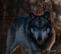 Intense Wolf in the Shadows