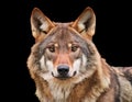 Intense Wolf Stare Royalty Free Stock Photo