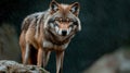 Intense wolf staring in the rain Royalty Free Stock Photo