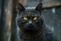 Intense Yellow eyed Black Cat Staring with a Mysterious Look on Dark Background