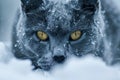 Intense Yellow Eyed Gray Cat Braving a Snowstorm, Close up Portrait in Winter Wonderland