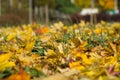 Intensely bright autumn leaves on the meadow Royalty Free Stock Photo