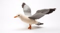 Intensely Detailed Knit Seagull With Wings On White Background Royalty Free Stock Photo