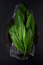 Intensely fragrant fresh green wild garlic herbs decorated on rustic dark slate plate Royalty Free Stock Photo