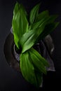 Intensely fragrant fresh green wild garlic herbs decorated on rustic dark slate plate Royalty Free Stock Photo